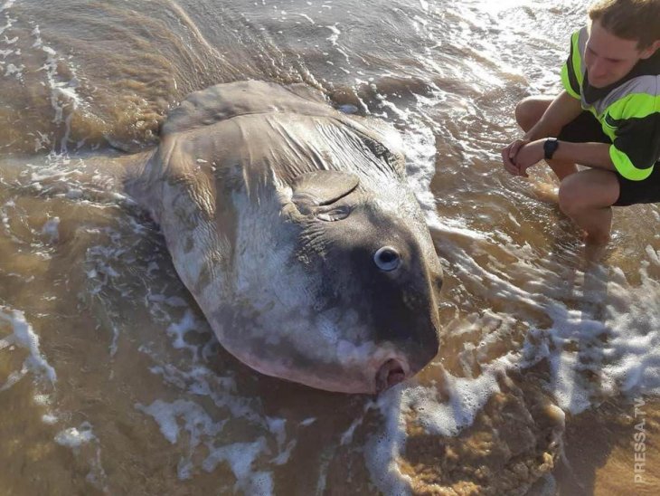 В Австралии найдена огромная рыба-луна Интересное