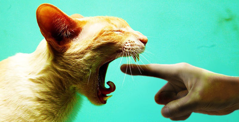 20 странных вещей, которые тайком делают все владельцы котов зверушки,живность,питомцы, Животные