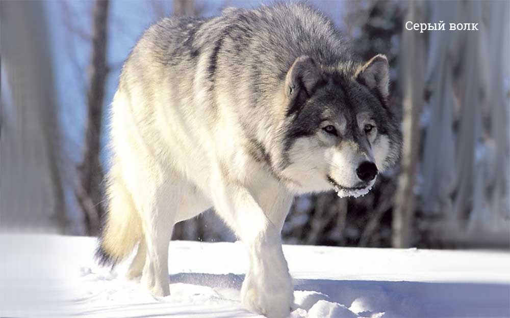 Топ-10 самых крупных волков в мире: сколько весят, где обитают зверушки,живность,питомцы, Животные