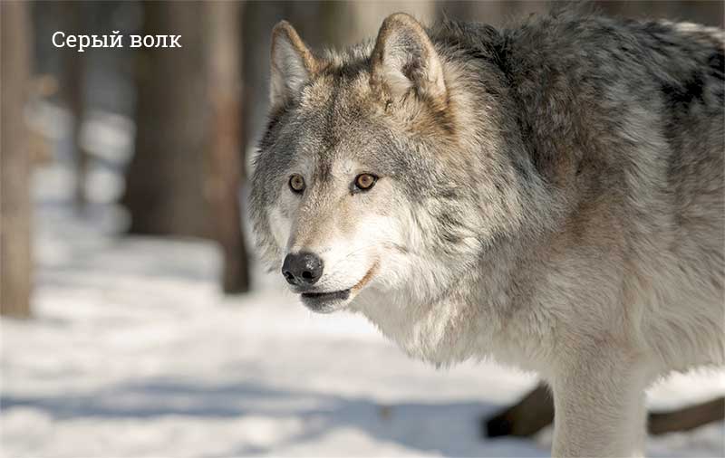 Топ-10 самых крупных волков в мире: сколько весят, где обитают зверушки,живность,питомцы, Животные