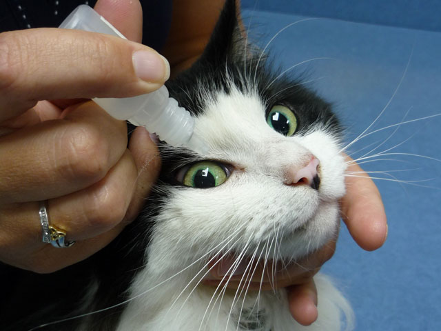 «Левомицетин» для кошек: показания, способы применения и дозировки зверушки,живность,питомцы, Животные