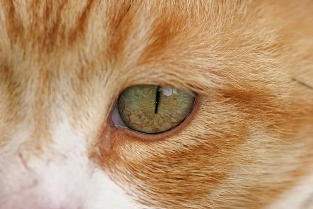 «Левомицетин» для кошек: показания, способы применения и дозировки зверушки,живность,питомцы, Животные