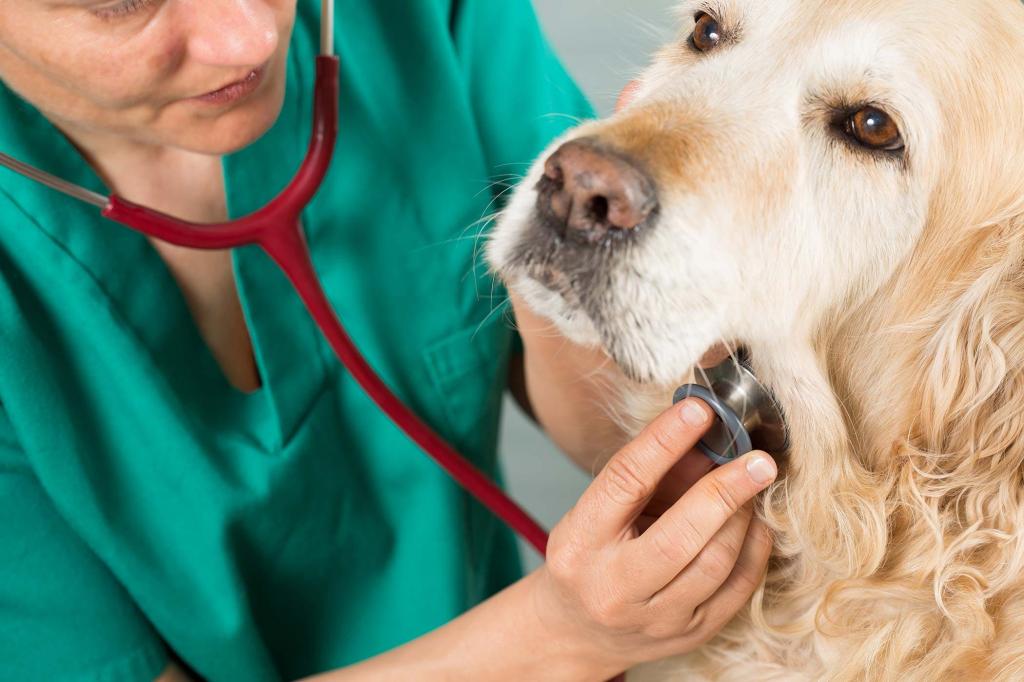 Флюс у собаки: причины, симптомы и методы лечения зверушки,живность,питомцы, Животные