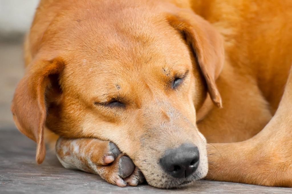 Флюс у собаки: причины, симптомы и методы лечения зверушки,живность,питомцы, Животные