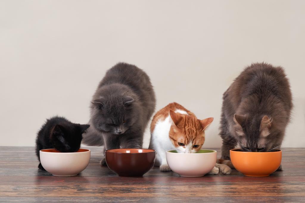 Корм для кошек Mealfeel: отзывы ветеринаров о качестве зверушки,живность,питомцы, Животные