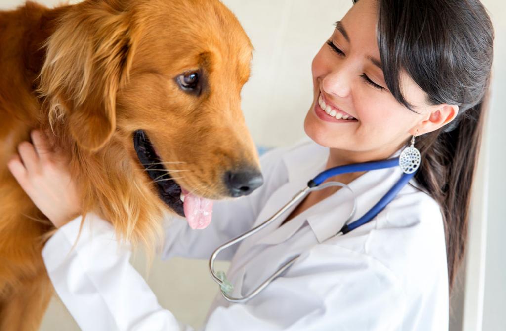 Перитонит у собак: причины, симптомы, диагностика, лечение, прогноз зверушки,живность,питомцы, Животные