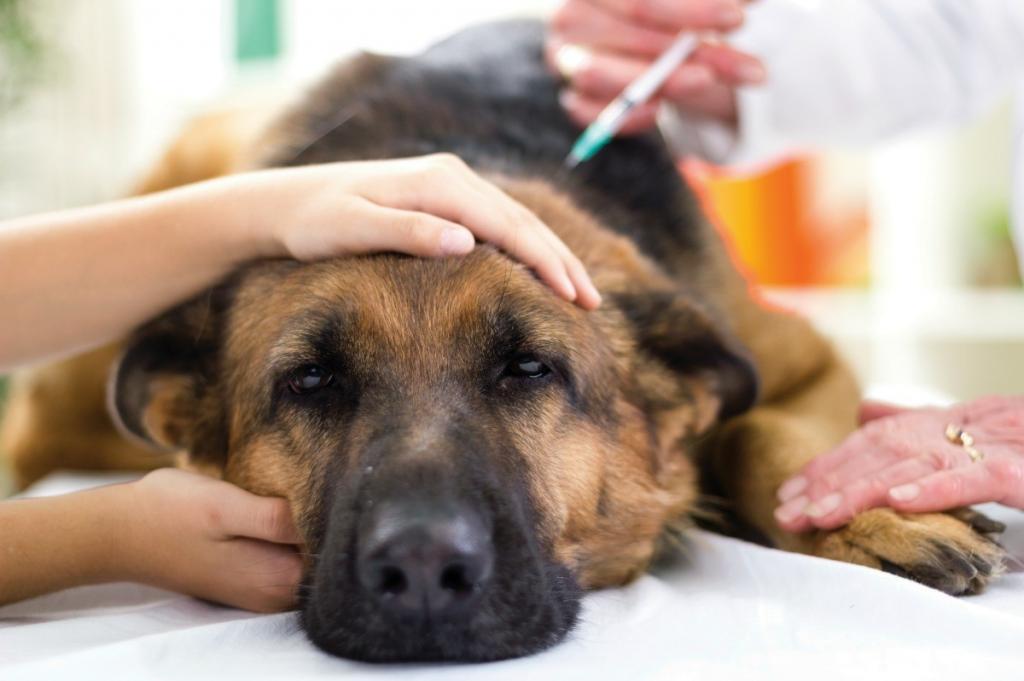 Перитонит у собак: причины, симптомы, диагностика, лечение, прогноз зверушки,живность,питомцы, Животные