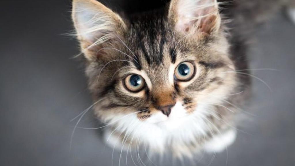 Корм для кошек Pronature: разбор состава, отзывы ветеринаров зверушки,живность,питомцы, Животные