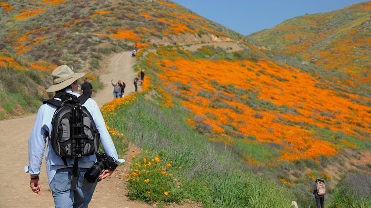 Толпы туристов в Калифорнии: местные холмы «пылают» редким цветением оранжевых маков авиатур