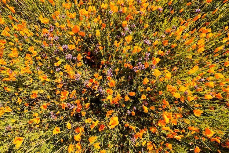 Толпы туристов в Калифорнии: местные холмы «пылают» редким цветением оранжевых маков авиатур