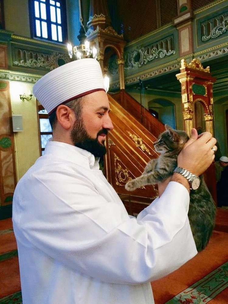 Турецкий имам впускает бездомных кошек в мечеть, чтобы они могли согреться жизненное