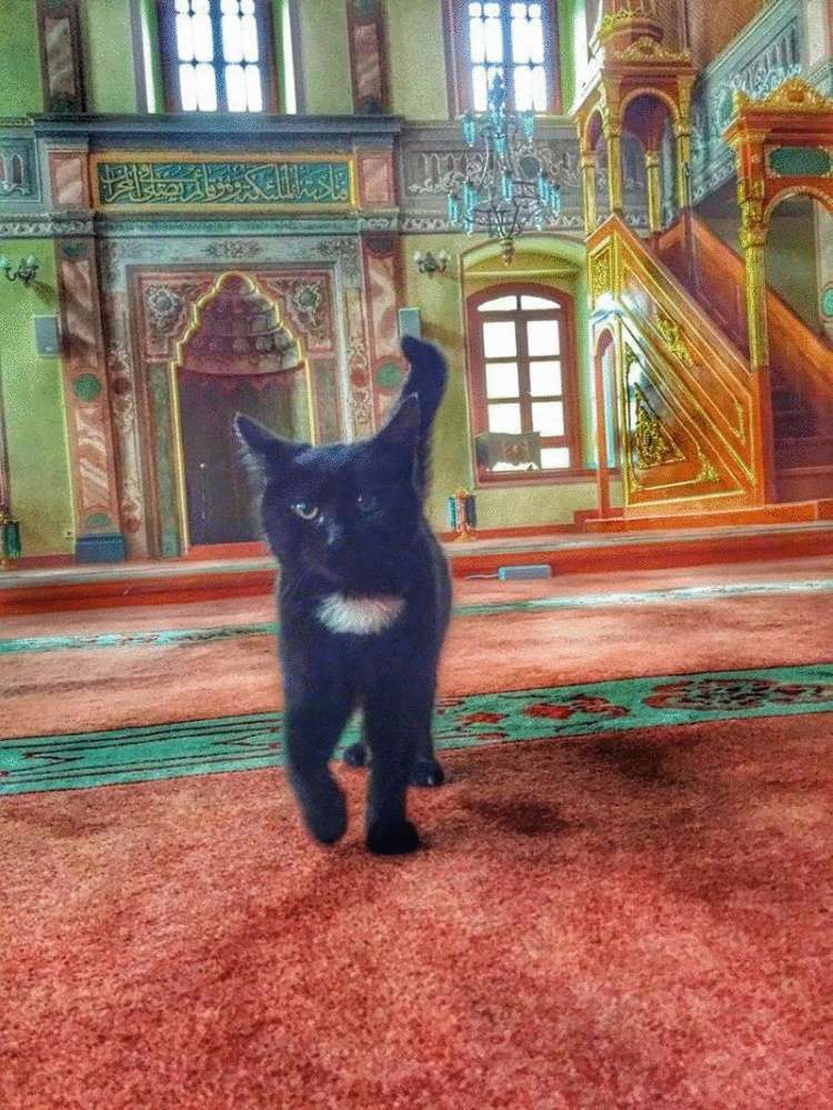 Турецкий имам впускает бездомных кошек в мечеть, чтобы они могли согреться жизненное