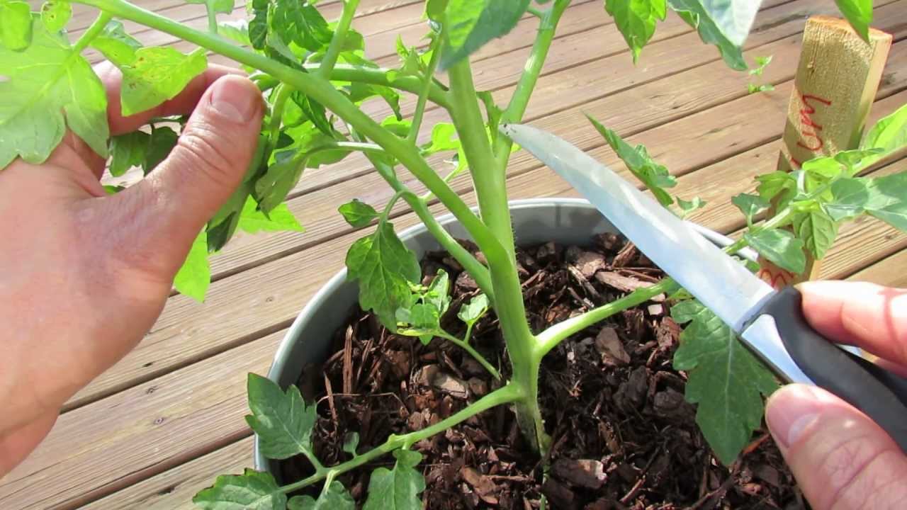 Правильный способ сажать помидоры - так, чтобы они были выше 2 метров огород