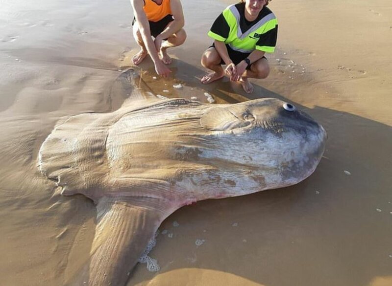 Рыбаки думали, что на берегу лежит бревно, но это оказалась редкая рыбина 