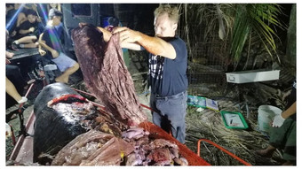 В желудке мертвого кита найдено 40 кг пластикового мусора зверушки,живность,питомцы, Животные
