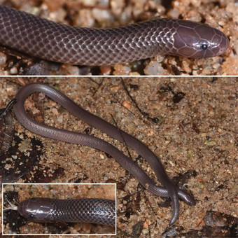 Обнаружен новый вид змей, способных атаковать даже не открывая рта зверушки,живность,питомцы, Животные