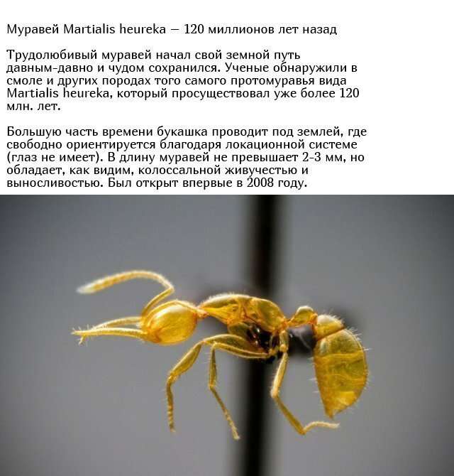 Существа, живущие на нашей планете миллионы лет   Интересное