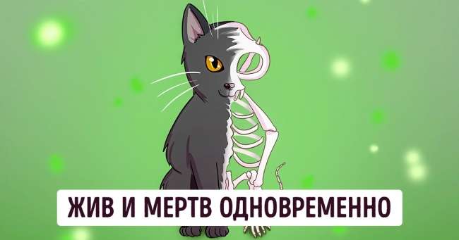 История кота Шредингера, который пострадал за науку. Или не пострадал — физики до сих пор не могут договориться Интересное