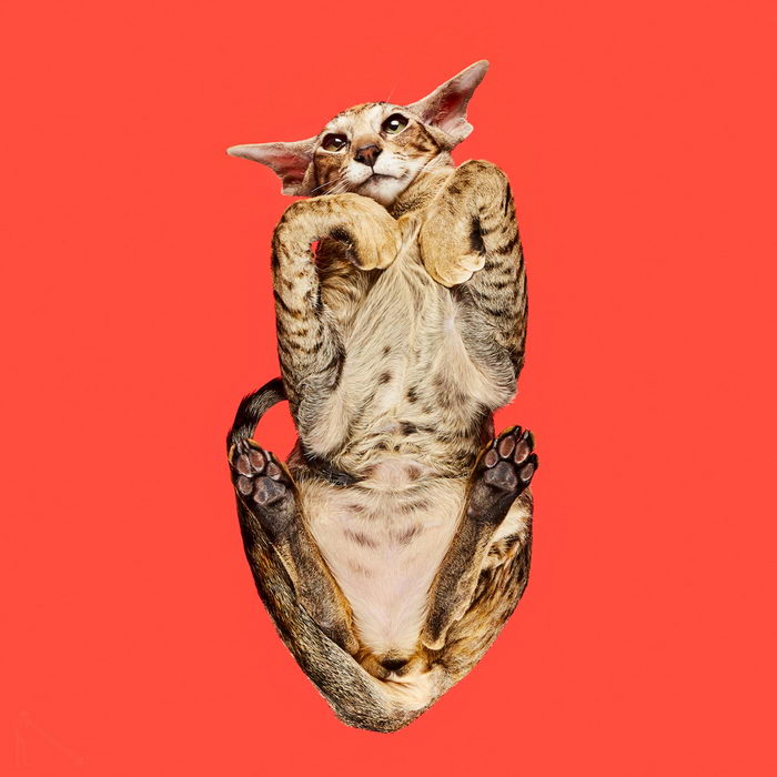 Фотографии Andrius Burba: кошки, вид снизу 