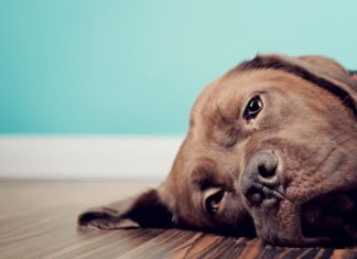 Перитоніт у собак: причини, симптоми, діагностика, лікування, прогноз
