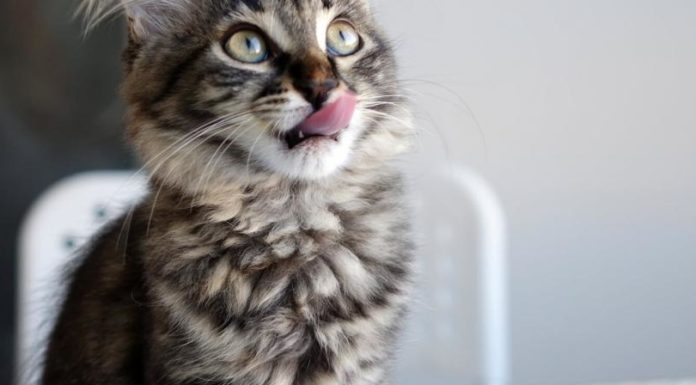 Корм для кішок Pronature: розбір складу, відгуки ветеринарів