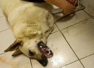 Що робити, якщо собака зїла щурячу отруту