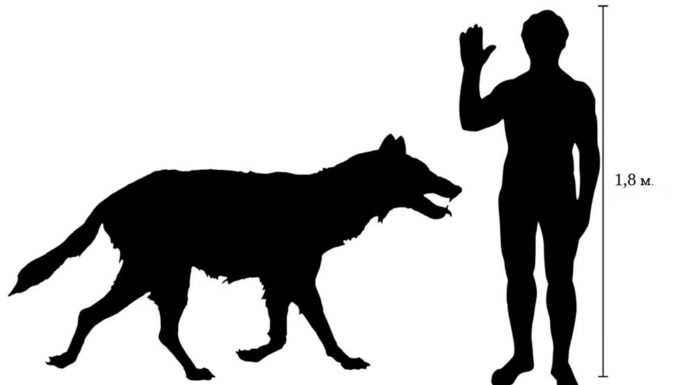 Топ-10 найбільших волков в світі: скільки важать, де мешкають