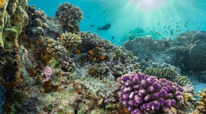 Біля узбережжя Італії виявили унікальний кораловий риф