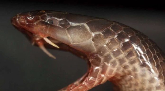 Виявлено новий вид змій, здатних атакувати навіть не відкриваючи рота