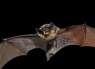 Москви заполонили летючі миші