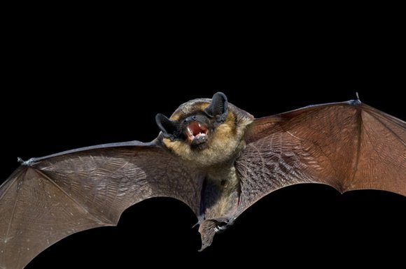 Москви заполонили летючі миші