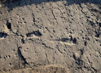 Сліди в Танзанії, залишені понад 3 млн років тому