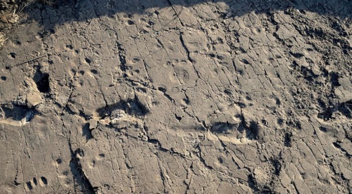 Сліди в Танзанії, залишені понад 3 млн років тому