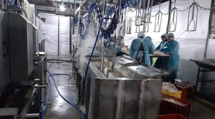 У Північній Осетії запустили нове виробництво качиного мяса