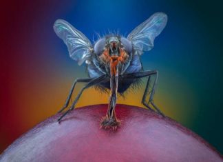 Макрофотографії природи