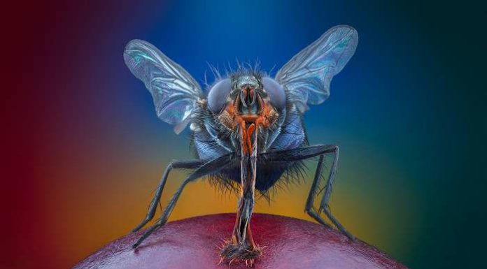 Макрофотографії природи