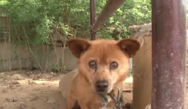 Переживши трагедію, пес на ланцюгу перестав довіряти навіть господині, а вона за незнання лише нашкодила йому