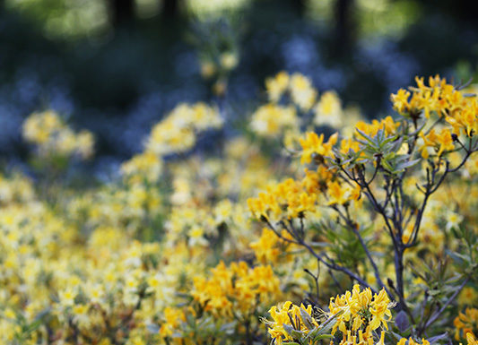 Куди піти навесні? Японський сад у ГБС