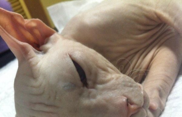 Подростки забили кота