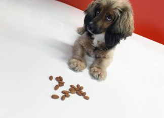 Можна собакам арахіс? Які горіхи можна давати собакам