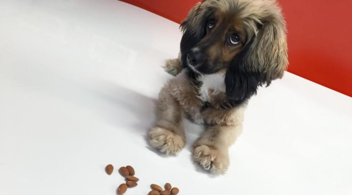 Можна собакам арахіс? Які горіхи можна давати собакам