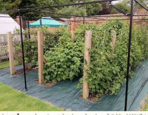 Опора своїми руками для різних культур: 20 дачних ідей