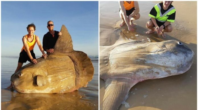 Рибалки думали, що на березі лежить колода, але це виявилася рідкісна рибіна