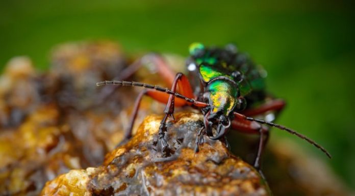 Історія з життя про страшних хижаків