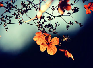 Колись у Віри була сімя, а тепер її світ — ліжко і ковдра у притулку для бездомних, куди її здав її син