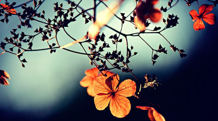 Колись у Віри була сімя, а тепер її світ — ліжко і ковдра у притулку для бездомних, куди її здав її син