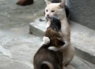 Кіт на прізвисько «Тато Тереза»