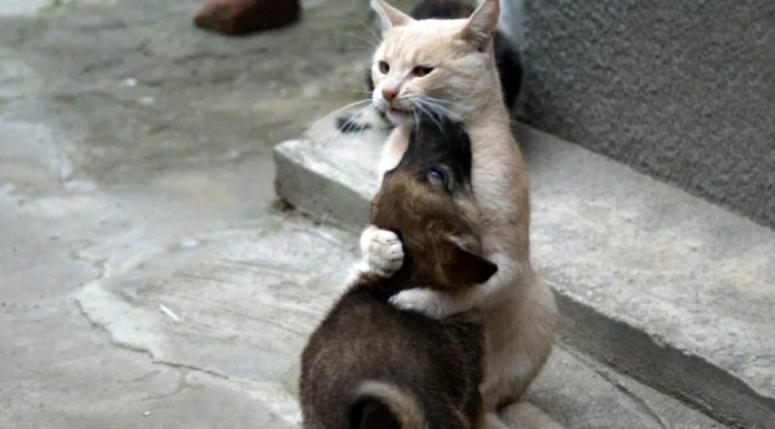 Кіт на прізвисько «Тато Тереза»