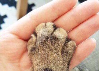 20 дивних речей, які потайки роблять всі власники котів