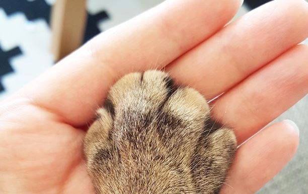 20 дивних речей, які потайки роблять всі власники котів